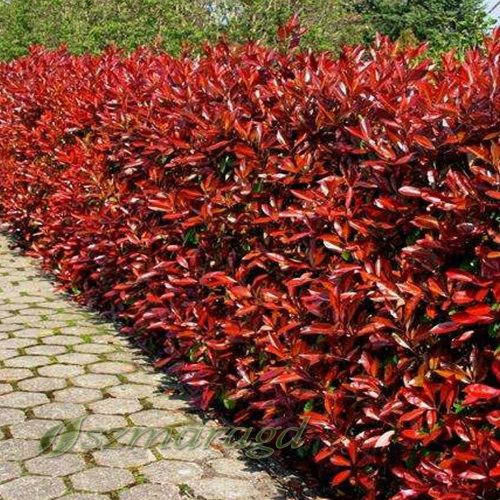 Glogownik Fraseri 'Mali Crveni Robin'