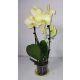  Phalenopsis orhideja