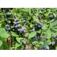 Blue Banana sadnica jagode kamčatke u posudi 0,5-1l 30-45 cm
