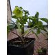  Bijela kukurka DIEGO ICE Helleborus niger SJEVA SA CVIJEĆEM