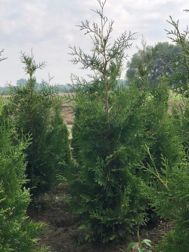 Thuja Brabant - Visokokvalitetna sadnica visine 220cm po povoljnoj cijeni od proizvođača PROMOCIJA!
