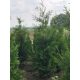 Thuja Brabant - Visokokvalitetna sadnica visine 220cm po povoljnoj cijeni od proizvođača PROMOCIJA!