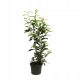 Visoka Živica Laurowiśnia wschodnia (Prunus laurocerasus) Genolia 60-80 cm