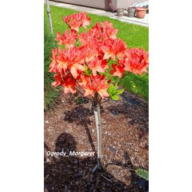   Sadnice azaleja 'Speak's Orange' na deblu, velikih cvjetova