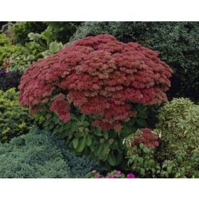  Sedum HERBSTFREUDE VISOKA VELIKA 2L