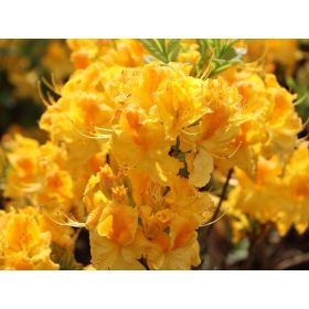 Rododendron i azaleja u posudi 0,5-1l 20-30 cm