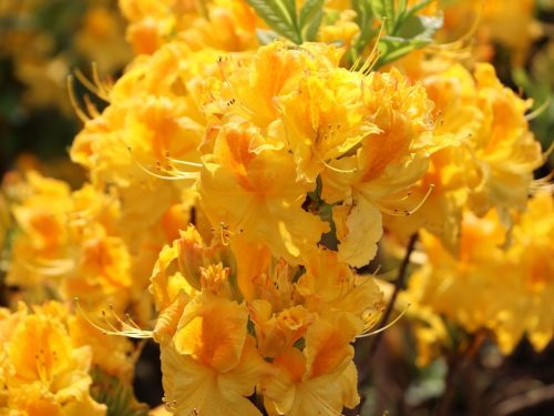 Rododendron i azaleja u posudi 0,5-1l 20-30 cm