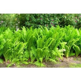 Zimska Vrtna Paprat 'Oštra Pero' 6 kom