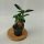 Bonsai Ficus Ginseng mini šuma u tegli