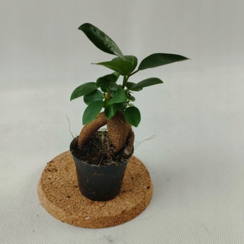Bonsai Ficus Ginseng mini šuma u tegli