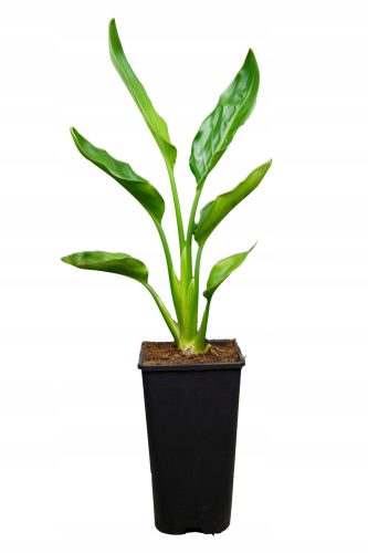 Strelicija Reginae 'Rajska ptica' 30-50cm