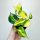 Philodendron Scandens Brasil - Ukrasna biljka za unutarnje prostore