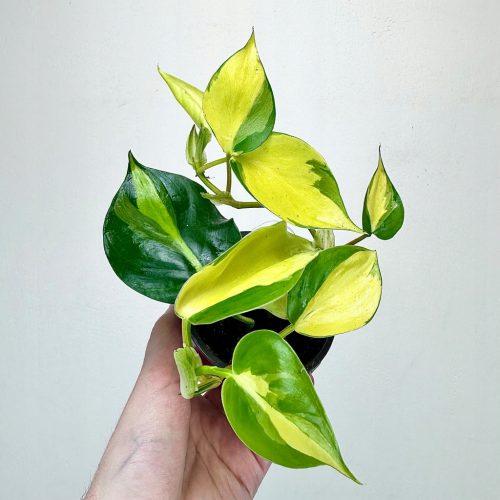 Philodendron Scandens Brasil - Ukrasna biljka za unutarnje prostore
