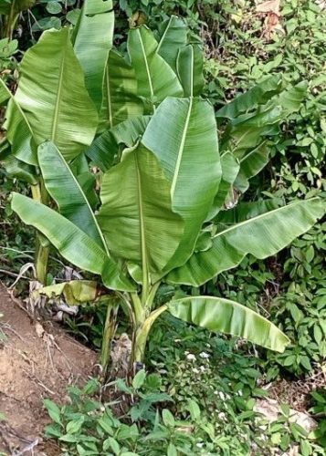 Banana Tree MUSA SIKKIMENSIS 'MANIPUR MASSIVE' - 5 BANANA SEEDS for your garden