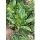 Banana Tree MUSA SIKKIMENSIS 'MANIPUR MASSIVE' - 5 BANANA SEEDS for your garden
