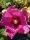 Hibiskus Woodbridge Ketmia Syryjska