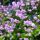 Rutewka Delavay'a 'Hewitt's Double'
