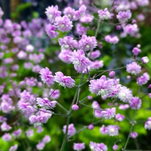 Rutewka Delavay'a 'Hewitt's Double'