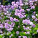 Rutewka Delavay'a 'Hewitt's Double'