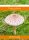  Micelij gljive suncobran Mycelium 60 ml