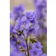 Bressingham Purple Polemonium Višestruki Jesonian očarava svojim cvjetovima i listovima
