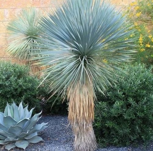 YUCCA Juka ROSTRATA plava otporna na mraz