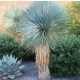 YUCCA Juka ROSTRATA plava otporna na mraz