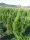 Thuja Smaragd Visoki Kvalitet 60-80 cm - DOSTAVA uključena