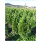 Thuja Smaragd Visoki Kvalitet 60-80 cm - DOSTAVA uključena