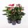 Anthurium-MIX