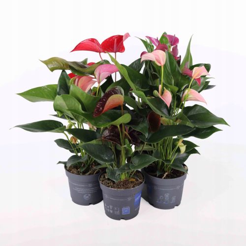 Anthurium-MIX