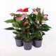 Anthurium-MIX