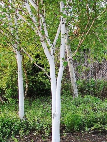 Koristna breza Jacquemont DOORENBOS 80-100 cm