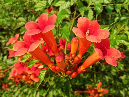Američki mlin 'Ursynów' (Campsis radicans 'Ursynów')