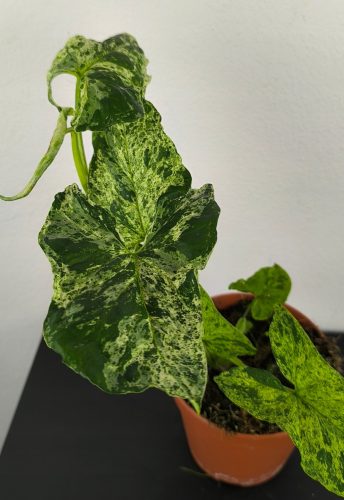 Syngonium Mramorni Mojito 20 cm