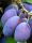 Bluefre desert plum tree