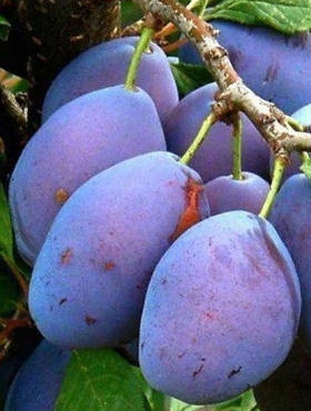 Bluefre desert plum tree