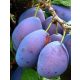 Bluefre desert plum tree