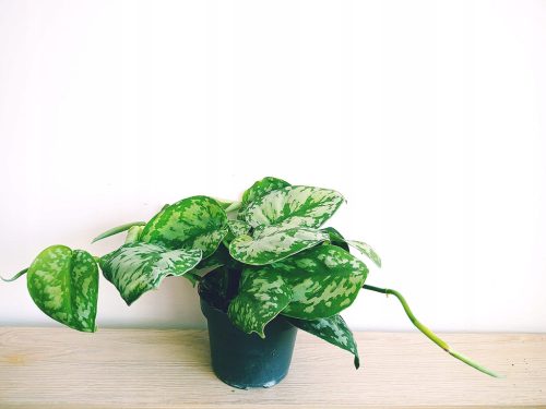 Srebrna Scindapsus Epipremnum Trebie Saten
