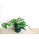 Srebrna Scindapsus Epipremnum Trebie Saten