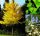 Ginkgo biloba u posudi do 0,5l, 15-20 cm