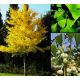 Ginkgo biloba u posudi do 0,5l, 15-20 cm