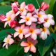 Frangipani Cvijet Lei Plumeria Rubra 5 Sjemenki
