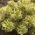 Atlantis Rozchodnik Sedum