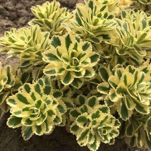 Atlantis Rozchodnik Sedum