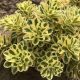 Atlantis Rozchodnik Sedum