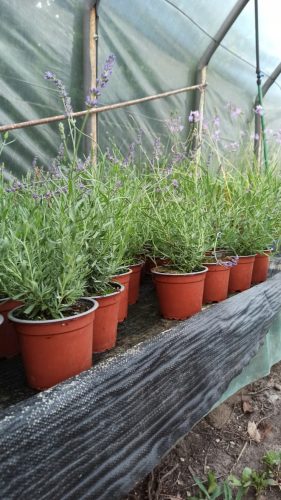 Lavanda s uskim lišćem (sadnica u saksiji)