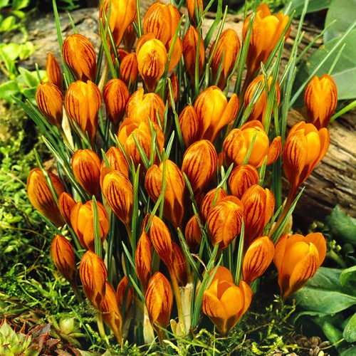 Kraljevski Narančasti Krokus Botanički Monarch 10 lukovica krokusa