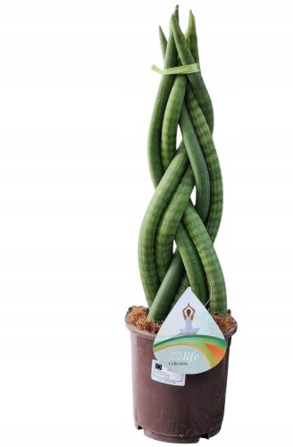 Sansevieria Twist Double 50cm - Veliki Ukrasni Sukulent s Zimskom Grijačicom