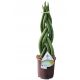 Sansevieria Twist Double 50cm - Veliki Ukrasni Sukulent s Zimskom Grijačicom